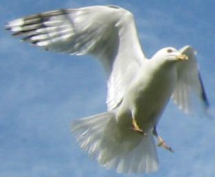 Bird