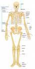 Bone